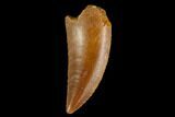 Serrated, Raptor Tooth - Real Dinosaur Tooth #124867-1